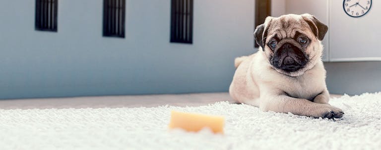 How to Train a Puppy to Eat at Certain Times How to Train a Puppy to Eat at Certain Times